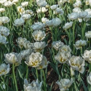 TULIPA, TULIPANO, CASABLANCA, LILIACEAE - 2553