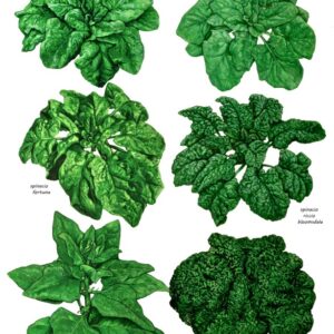 VARIETÀ DI SPINACI