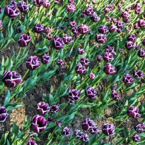 TULIPA, TULIPANO, JACKPOT, LILIACEAE - 2557