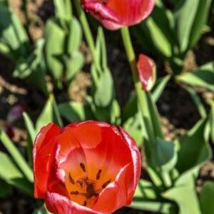 TULIPA, TULIPANO, JUDITH LEYSTER, LILIACEAE - 2560