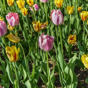 TULIPA, TULIPANO, WASHINGTON, ORANGE PRIDE, LILIACEAE - 2563