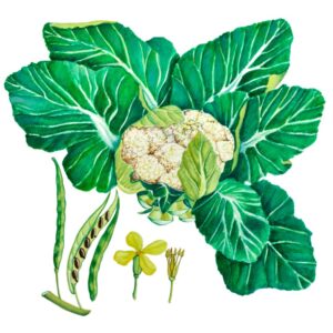 CAVOLFIORE