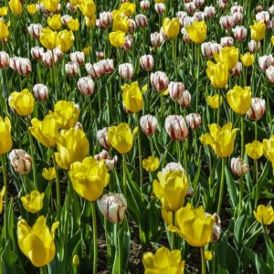 TULIPA, TULIPANO, WASHINGTON, ORANGE PRIDE, LILIACEAE - 2564