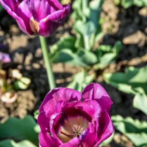 TULIPA, TULIPANO, PASSIONALE, LILIACEAE - 2566