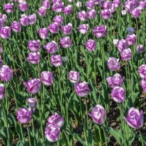 TULIPA, TULIPANO, SHIRLEY, LILIACEAE - 2569