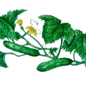 PIANTA DI CETRIOLO, CETRIOLI, CUCUMIS, CUCURBITACEAE - 0375