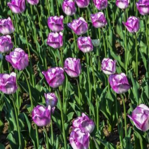 TULIPA, TULIPANO, SHIRLEY, LILIACEAE - 2570