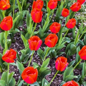 TULIPA, TULIPANO, APELDOORN ELITE, LILIACEAE - 2573