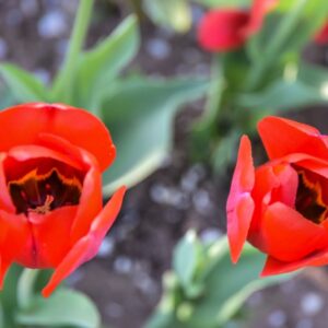 TULIPA, TULIPANO, APELDOORN ELITE, LILIACEAE - 2574