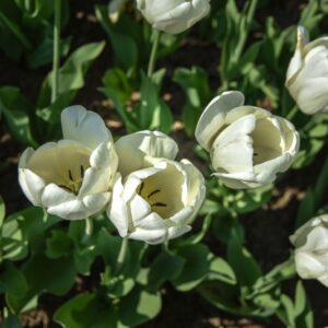 TULIPA, TULIPANO, IVORY FLORADALE, LILIACEAE - 2576