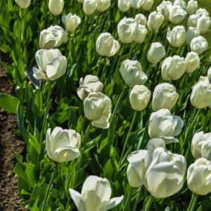 TULIPA, TULIPANO, IVORY FLORADALE, LILIACEAE - 2577
