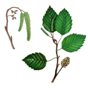 ONTANO BIANCO, ALNUS INCANA, BETULACEAE - 0377