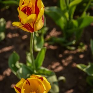 TULIPA, TULIPANO, MICKEY MOUSE, LILIACEAE - 2582