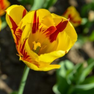TULIPA, TULIPANO, MICKEY MOUSE, LILIACEAE - 2583