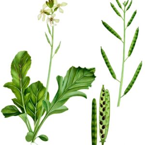 PIANTA DI RUCOLA, ERUCA VESICARIA, BRASSICACEAE - 0379