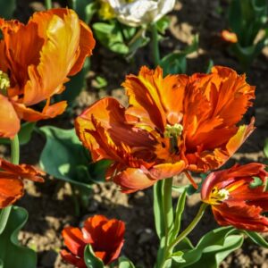 TULIPA, TULIPANO, PAPPAGALLI, LILIACEAE - 2586