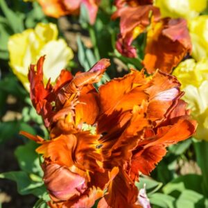 TULIPA, TULIPANO, PAPPAGALLI, LILIACEAE - 2588