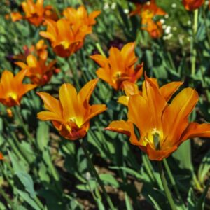 TULIPA, TULIPANO, BALLERINA, LILIACEAE - 2591