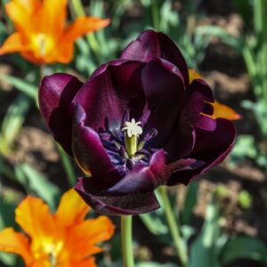 TULIPA, TULIPANO, QUEEN OF NIGHT, LILIACEAE - 2592