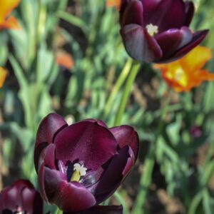 TULIPA, TULIPANO, QUEEN OF NIGHT, LILIACEAE - 0593