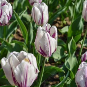 TULIPA, TULIPANO, FLAMING FLAG, LILIACEAE - 2596