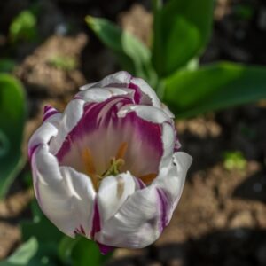 TULIPA, TULIPANO, FLAMING FLAG, LILIACEAE - 2597