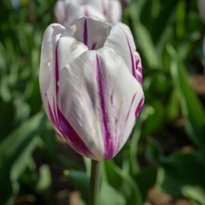 TULIPA, TULIPANO, FLAMING FLAG, LILIACEAE - 2598