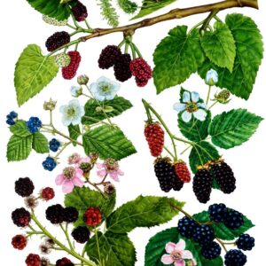 MORE, RUBUS ULMIFOLIUS, ROSACEAE - 0381