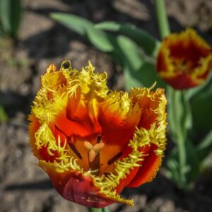 TULIPA, TULIPANO, DAVENPORT, LILIACEAE - 2600