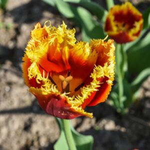 TULIPA, TULIPANO, DAVENPORT, LILIACEAE - 2601