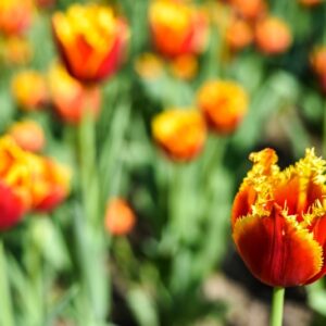 TULIPA, TULIPANO, DAVENPORT, LILIACEAE - 2603