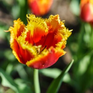 TULIPA, TULIPANO, DAVENPORT, LILIACEAE - 2604
