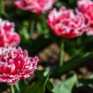 TULIPA, TULIPANO, QUEENSLAND, LILIACEAE - 2607