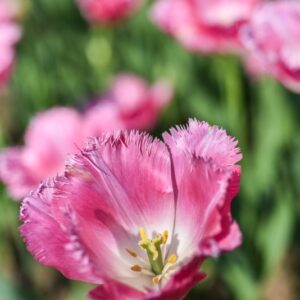 TULIPA, TULIPANO, FANCY FRILLS, LILIACEAE - 2609