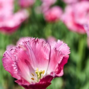 TULIPA, TULIPANO, FANCY FRILLS, LILIACEAE - 2610