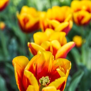 KEES NELIS, LILIACEAE, TULIPA, TULIPANO - 2615