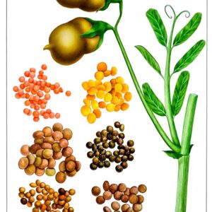 LENTICCHIE, LENS CULINARIS, FABACEAE - 0385
