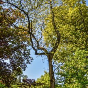 SASSAFRAS, ALBIDUM, LAURACEAE, USA - 2617