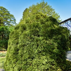 CRYPTOMERIA JAPONICA,GLOBOSA NANA, PINACEAE - 2619