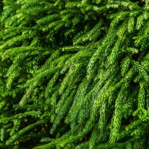 CRYPTOMERIA JAPONICA,GLOBOSA NANA, PINACEAE - 2620