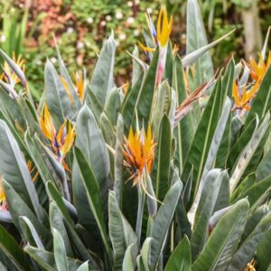STRELITZIA REGINAE, MUSACEAE, SUD AFRICA - 2622