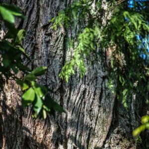 PTEROCARYA FRAXINIFOLIA, JUGLANDACEAE, CAUCASO, IRAN - 2624