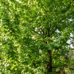 ACER NIPPONICUM, ACERACEAE, GIAPPONE - 2630