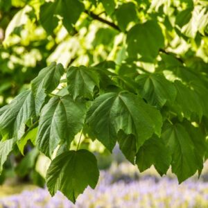 ACER NIPPONICUM, ACERACEAE, GIAPPONE - 2629
