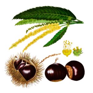 CASTAGNO, CASTANEA SATIVA, FAGACEAE - 0387