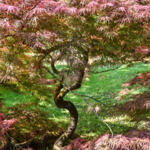 ACER, PALMATUM, DISSECTUM, GARNET, ACERACEAE - 2633