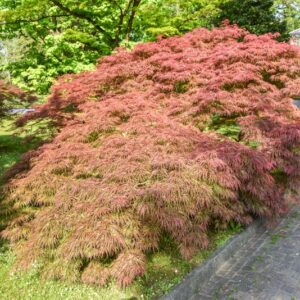 ACER, PALMATUM, DISSECTUM, GARNET, ACERACEAE - 2633