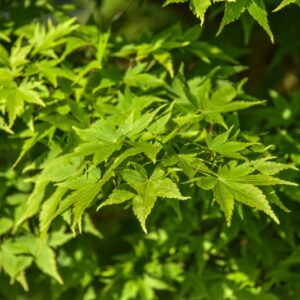 ACER, PALMATUM, SANGO KAKU, ACERACEAE - 2636