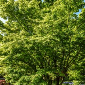ACER, PALMATUM, SANGO KAKU, ACERACEAE - 2635