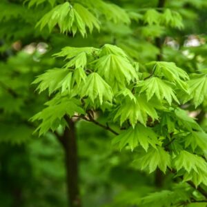 ACER, SHIRASAWANUM, AUREUM, ACERACEAE - 2638